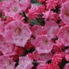 Kalmia latifolia 'Ewa'