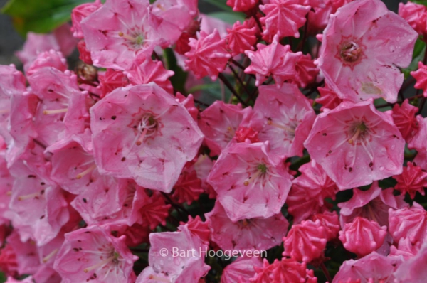 Kalmia latifolia 'Ewa'