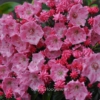 Kalmia latifolia 'Ewa'