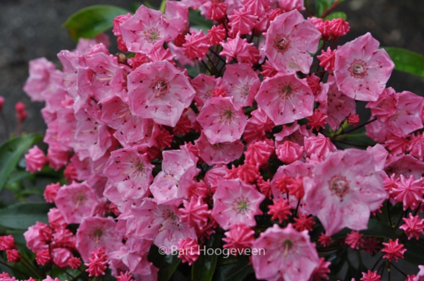 Kalmia latifolia 'Ewa'