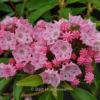 Kalmia latifolia 'Ewa'