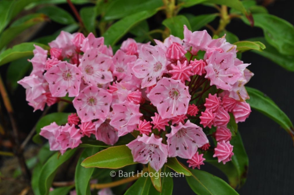 Kalmia latifolia 'Ewa'