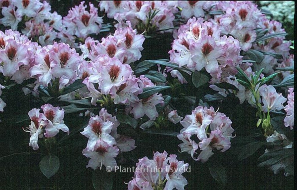 Rhododendron 'Graffito'