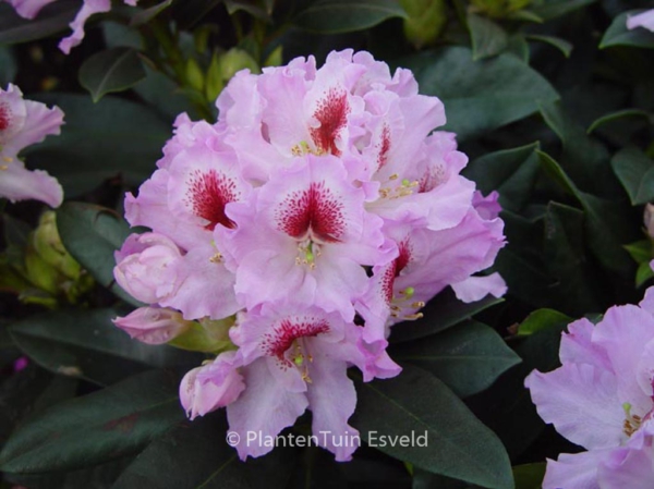 Rhododendron 'Graffito'