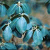 Rhododendron cinnabarinum