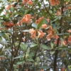 Rhododendron cinnabarinum