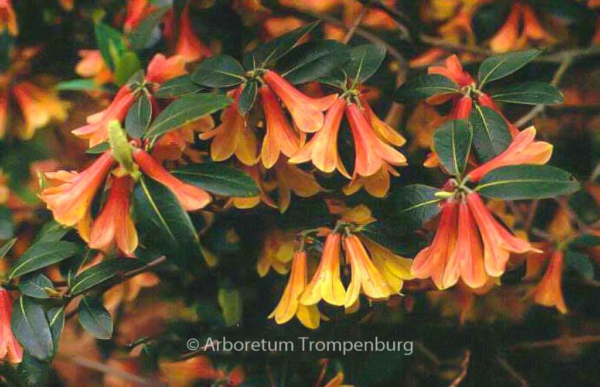 Rhododendron cinnabarinum