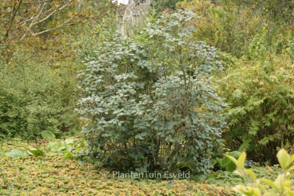 Rhododendron cinnabarinum