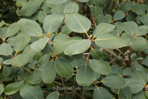 Rhododendron cinnabarinum