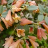 Rhododendron cinnabarinum