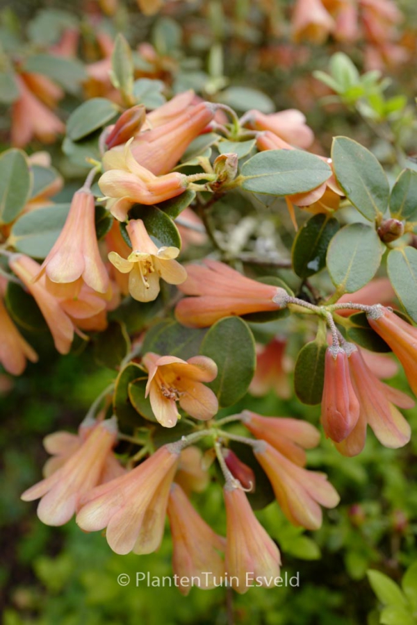 Rhododendron cinnabarinum