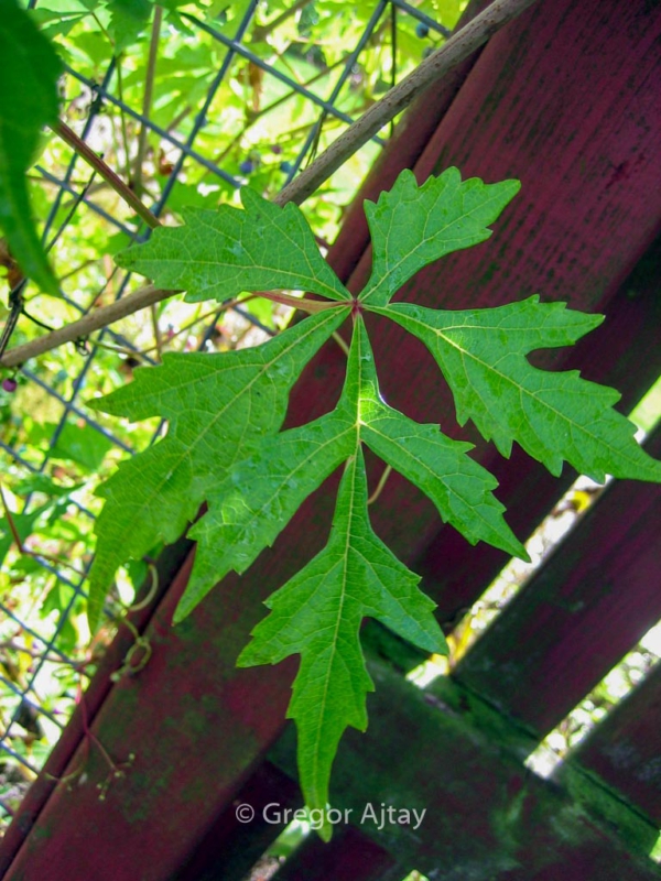 Ampelopsis glandulosa