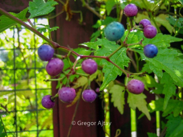 Ampelopsis glandulosa