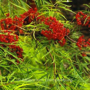 Sambucus racemosa 'Tenuifolia'