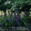 Campanula latifolia var. macrantha