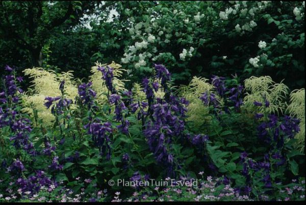 Campanula latifolia var. macrantha