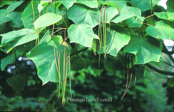 Catalpa ovata