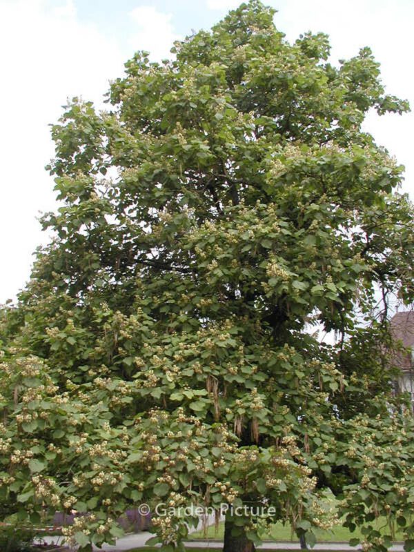 Catalpa ovata