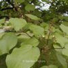 Catalpa ovata