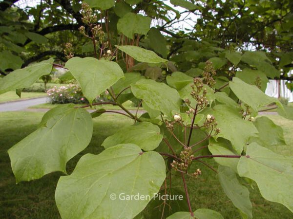 Catalpa ovata