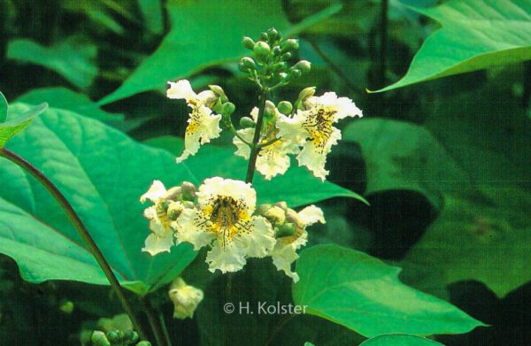 Catalpa ovata