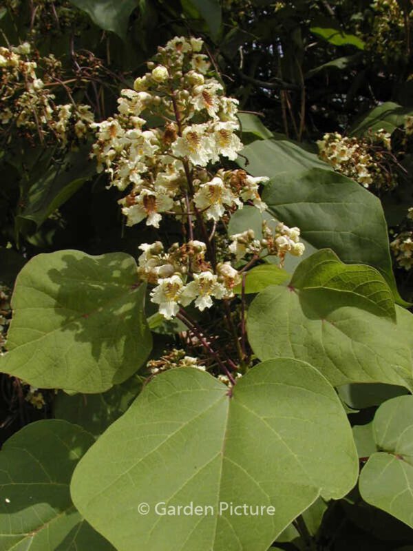 Catalpa ovata