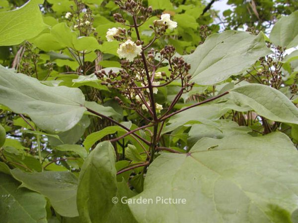 Catalpa ovata