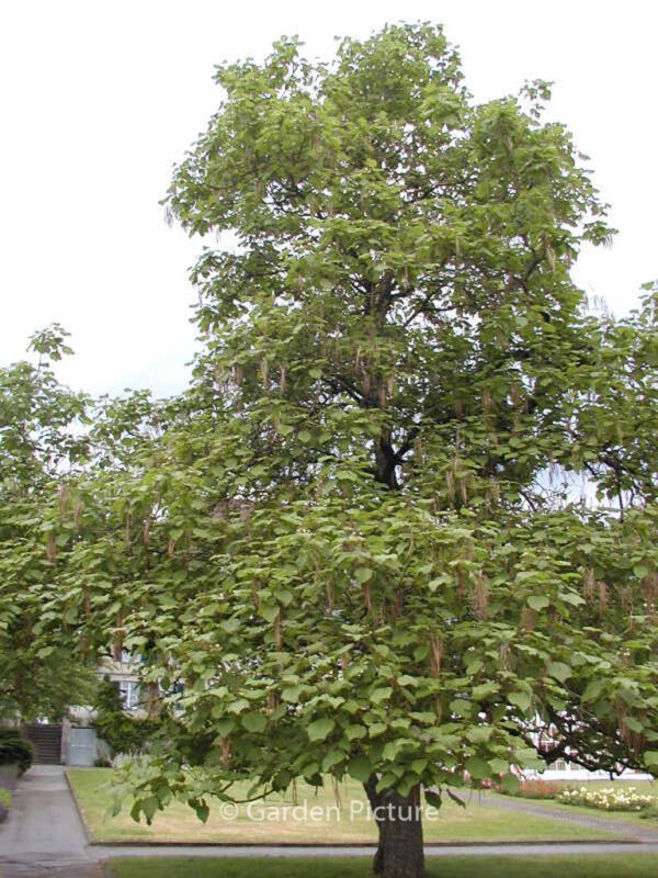 Catalpa ovata