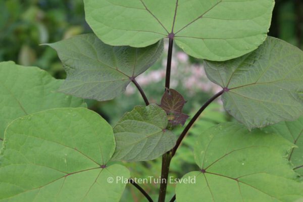 Catalpa ovata