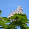 Catalpa ovata