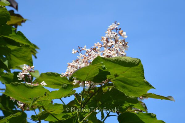 Catalpa ovata