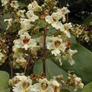 Catalpa ovata