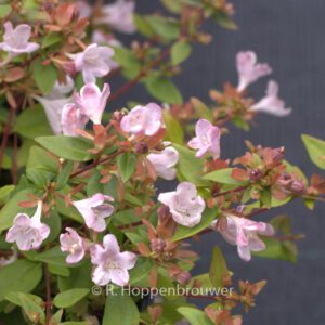 Abelia grandiflora 'Petite Garden'