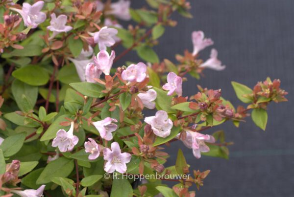 Abelia grandiflora 'Petite Garden'