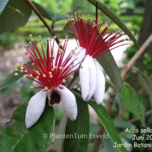 Feijoa sellowiana