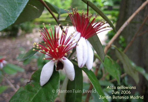 Feijoa sellowiana