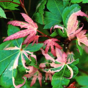 Acer palmatum 'Waka momiji variegated'