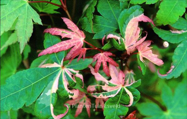 Acer palmatum 'Waka momiji variegated'