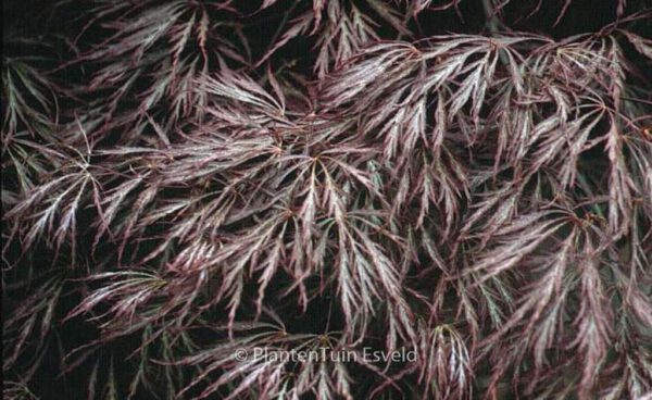 Acer palmatum 'Red Select'