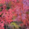 Acer palmatum 'Hooftman A'