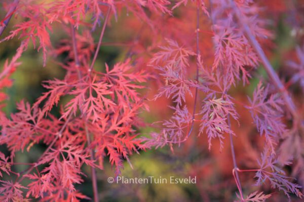 Acer palmatum 'Hooftman A'