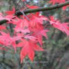 Acer palmatum 'Koreanum'