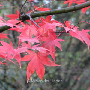 Acer palmatum 'Koreanum'