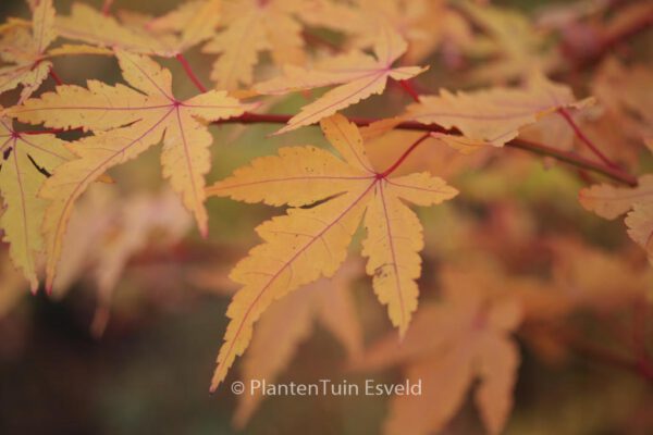 Acer palmatum 'Waka momiji'