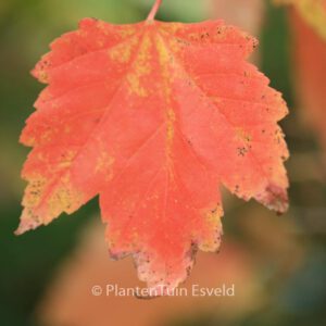 Acer rubrum 'Red Sunset'