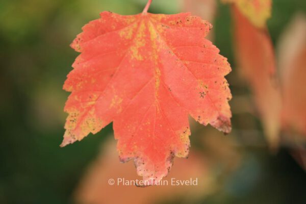 Acer rubrum 'Red Sunset'