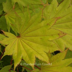 Acer japonicum 'Aureum'