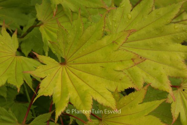 Acer japonicum 'Aureum'