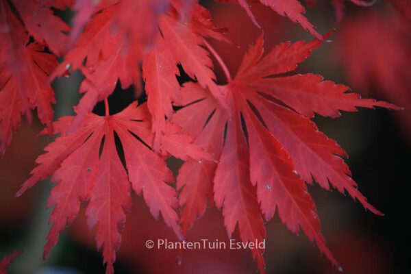 Acer palmatum 'Yasemin'