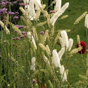 Cimicifuga simplex 'White Pearl'